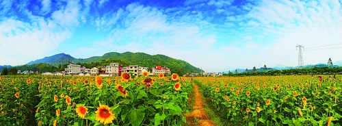 蒙山城北的葵花海