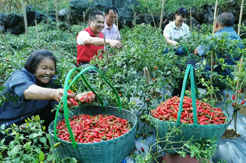 在广西都安瑶族自治县菁盛乡登立村，当地群众在采摘辣椒。