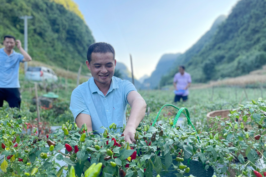 在广西都安瑶族自治县菁盛乡登立村，当地群众在采摘辣椒。