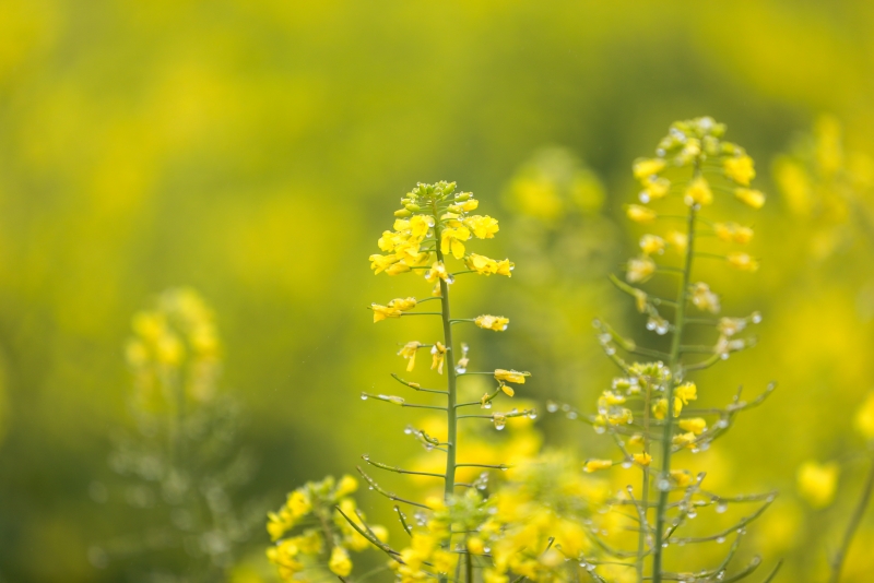 广西灵川：满目金黄春意浓_fororder_油菜花渐次开放 黄国秦摄